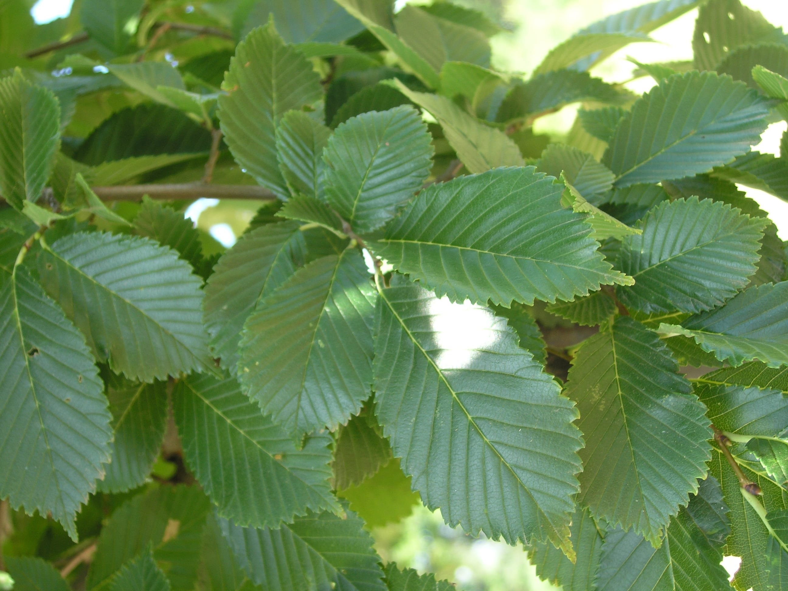 Ulmus hybrid ‘Pioneer’